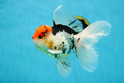 AAA Grade Chaplin Tricolor Oranda Male 5.5 inches #031425OR_14