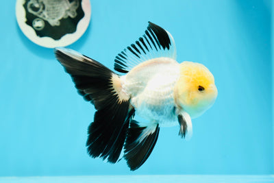 Panda oranda macho de cabeza de limón de grado AAA de 4,5 a 5 pulgadas n.º 0503OR_07