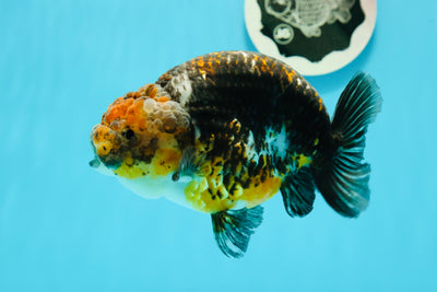 AAA Grade High Back Calico Ranchu 5-5.5 inches #0517RC_12