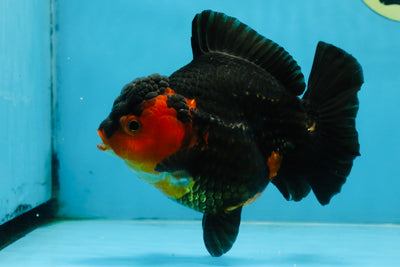 A Grade Apache Yuanbao Female 5-5.5 inches #112825YB_15