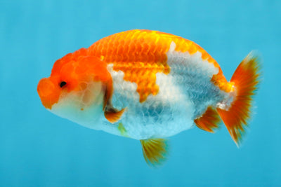 AAA Grade Red White LionQueen 4 inches #101725LC_08