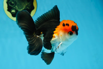 Tricolor Oranda Male 4.5-5 inches #053025OR_23