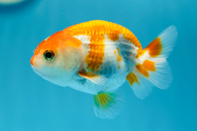 A Grade Red White LionKing 3.5 inches #1013_08