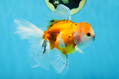 A Grade Cherry Blossom Sakura Oranda Male 4.5 inches #022125OR_16