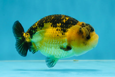 UNIQUE COLOR & CUTE WEN A Grade Apache LionKing 3.5-4 inches #032825LC_12