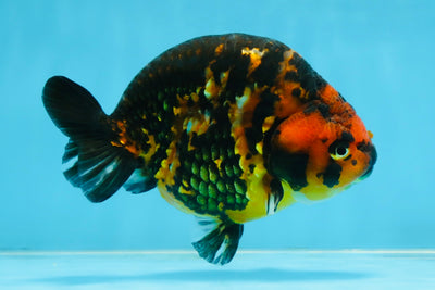 SPECIAL A Grade Chinese Tiger Ranchu Male 5 inches #102425RC_01