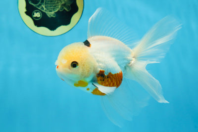 A Grade Tricolor Oranda Male 5.5 inches #070425OR_15