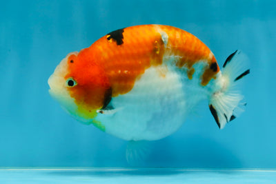 AAA Grade Strong Body Structure Sakura LionKing 5 inches #051625LC_08