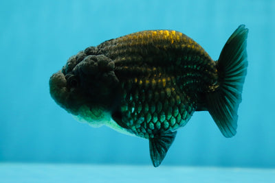 Black Lionchu Female 4 inches #1027LC_19