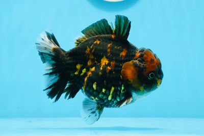 Yuanbao tigre macho de grado AAA de 4,5 pulgadas n.º 0726YB_25