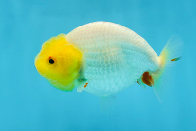 A Grade Lemonhead LionQueen 4 inches #070425LC_13