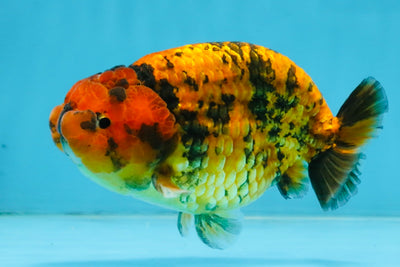 CHUBBY A Grade Tiger LionKing 4.5 inches #112825LC_12