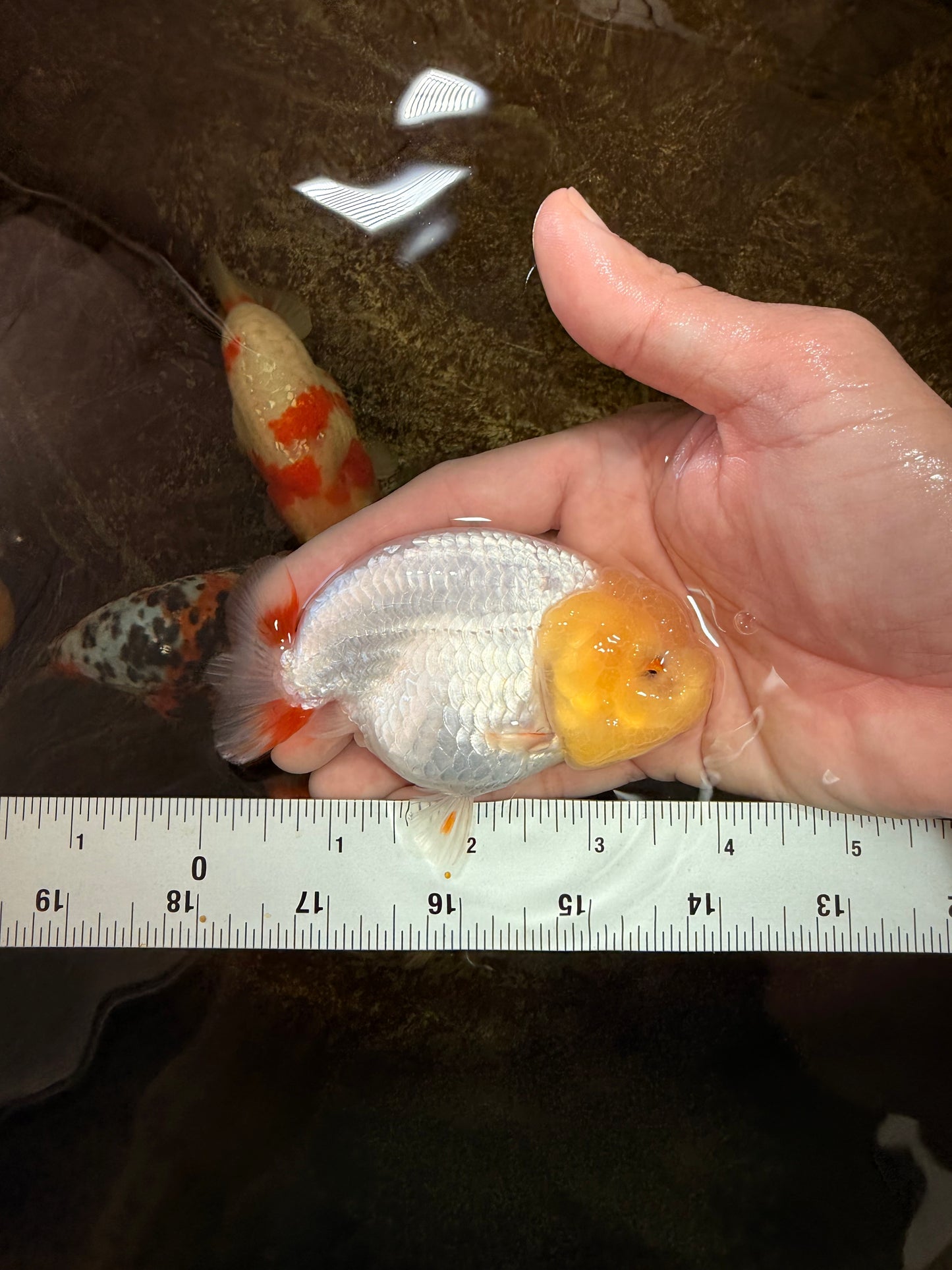 AAA Grade Young Red White LionQueen 4 inches #101025LC_11