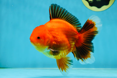 AAA Grade Apache Oranda Male 5-5.5 inches #050925OR_51