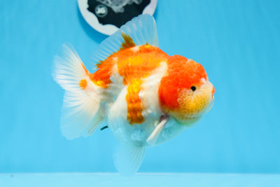 Figura masculina Godzilla Sakura Yuanbao de grado AAA de 4,5 pulgadas, n.º 0628YB_24