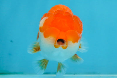 AAA Grade Red White LionQueen 4 inches #112825LC_02