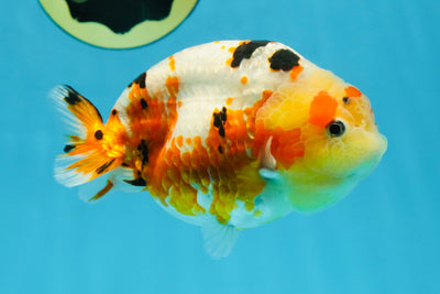 AAA Grade Tricolor Milk Cow Ranchu Female 5 inches #101025RC_15