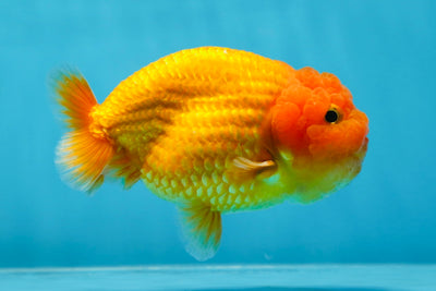 A Grade Super Cute Red LionKing 4.5 inches #021425LC_02