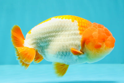 Red White Lionchu Male 4.5-5 Inches #100226LC_19