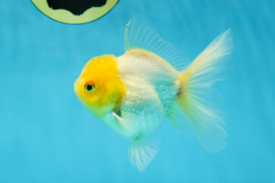 A Grade Lemonhead Oranda Male 4.5 inches #032125OR_15