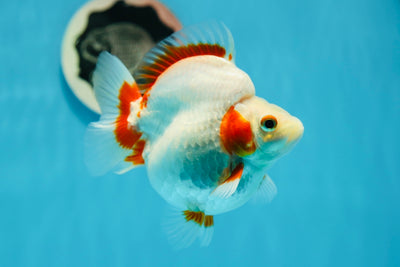 AAA Grade Red White Ryukin Female 4.5 inches #1013RK_02