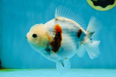 AAA Grade Marble Yuanbao Female 5 inches #031425_18