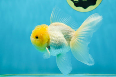 A Grade Lemonhead Oranda Male 4.5 inches #031425OR_13