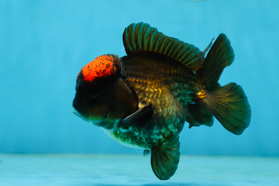 A Grade Lava Tricolor Yuanbao Male 4 inches #062725YB_09