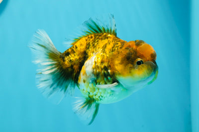 Mâle tigre Yuanbao de catégorie A 🐯 4-4,5 pouces #0112YB_14