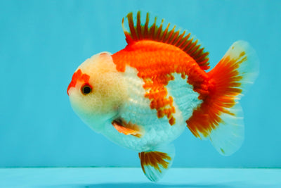 SUPER CUTE A Grade Red White Yuanbao Male 5-5.5 inches #041726YB_16