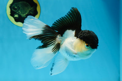 Panda Oranda Male 5 inches #020725OR_32
