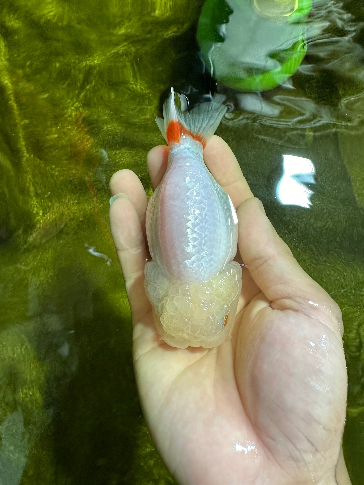 New ✨ Bright Lemonhead Red White Lionchu Female 4-4.5 inches #0426LC_06