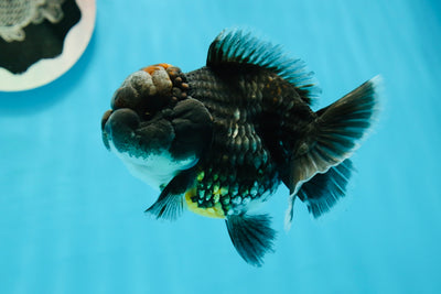 Femelle Kirin Yuanbao foncée de grade A Volcano 4 pouces #0119YB_01