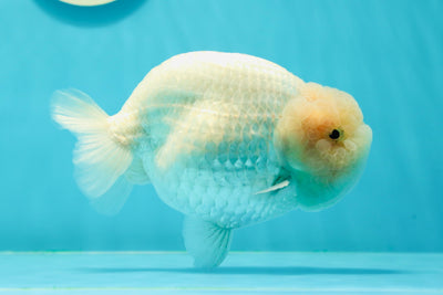 ❄️ A Grade Snow White LionKing 5.5-6 inches #0405LC_04