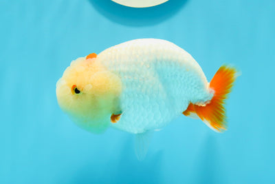 A Grade Big Head Red White Lipstick LionKing 4.5 inches #0510LC_27