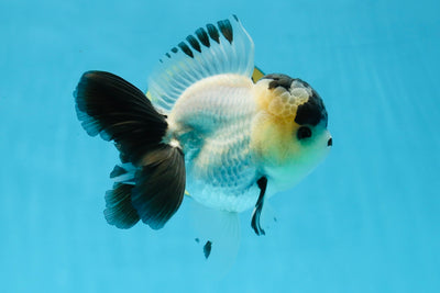 RARE Stocky A Grade Cruella Panda Button Eyes Oranda Male 4.5 inches #022125OR_05