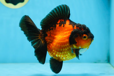 AAA Grade Apache Yuanbao Female 5 inches #081525YB_06