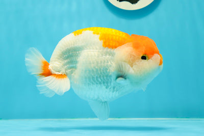 AAA Grade Chubby Red White LionKing 5.5 inches #0412LC_11