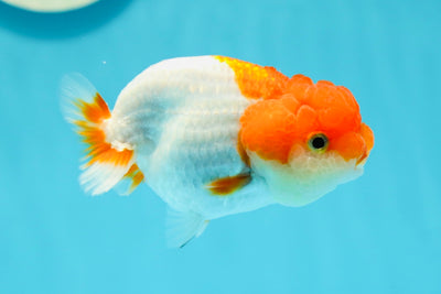 👶 Baby Red White Lionchu Female 3-3.5 inches #0209LC_21