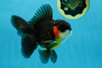A Grade Tricolor Oranda Male 4.5 inches #053025OR_18