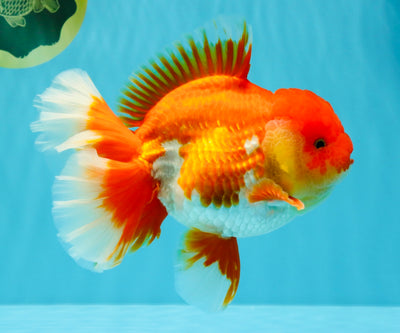 CHONKY AAA Grade Godzilla Red White Oranda Male 6.5-7 inches #022726OR_14