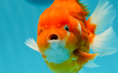 AAA Grade Grounded Belly Sakura Godzilla Yuanbao Male 5.5 inches #0607YB_06