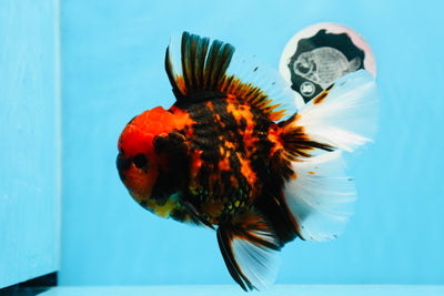 Tigre oranda macho de grado AAA especial de 6 a 6,5 pulgadas n.º 0913OR_20