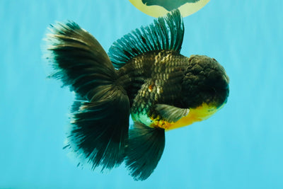BATMAN AAA Grade Kirin Oranda Male 6.5 inches #080726OR_14