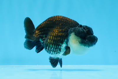 Cute Panda Lionchu Female 3.5-4 inches #0628LC_20