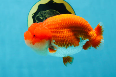 AAA Grade Red White LionKing 4.5 inches #050925LC_11