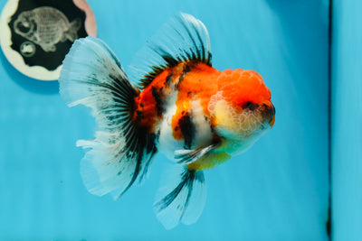 AAA Grade Unique Marks TriColor Rose Tail Oranda Male 4.5-5 inches #1124OR_14