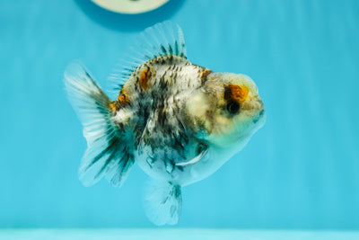 AAA Grade White Tiger Yuanbao 3.5 inches #1110YB_05