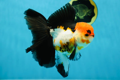 Fluffy Tail A Grade Tricolor Oranda Female 5-5.5 inches #042525OR_04