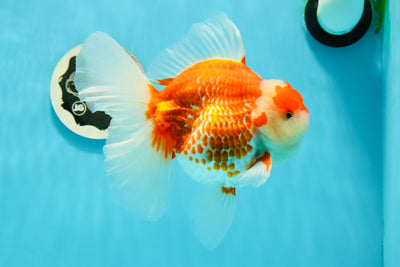 AAA Grade Red White Polkadot Oranda Male 6 inches #0216OR_20